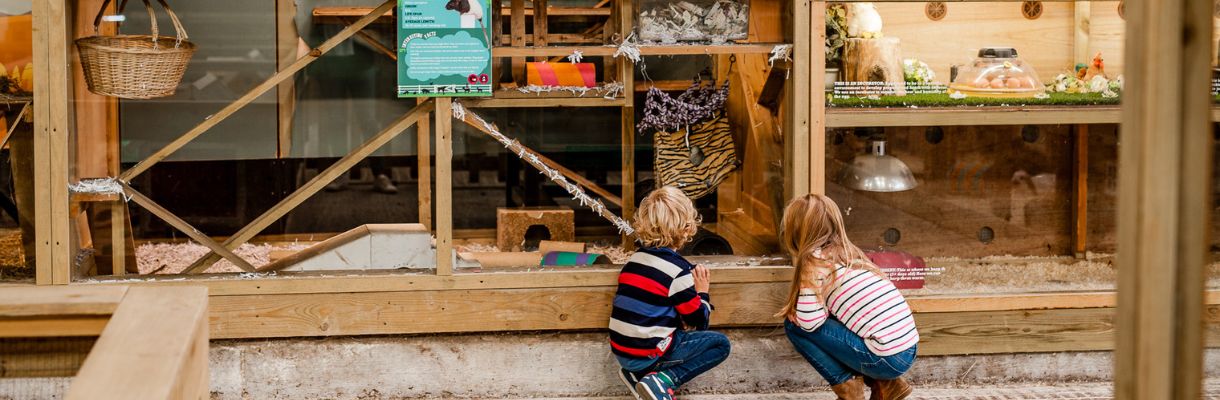 Animals at Tapnell Farm Park